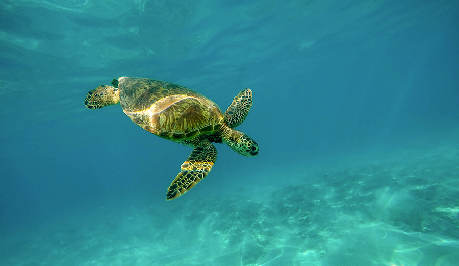 A green sea turtle