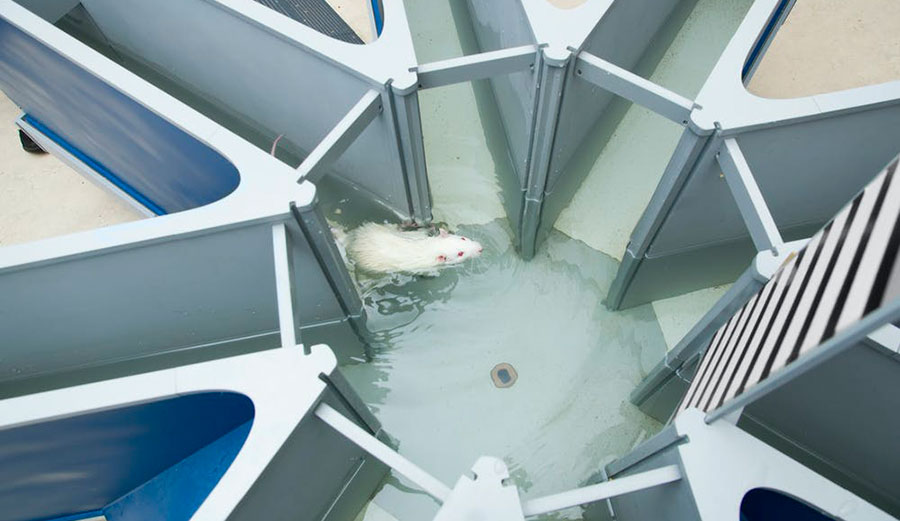 Rats swimming