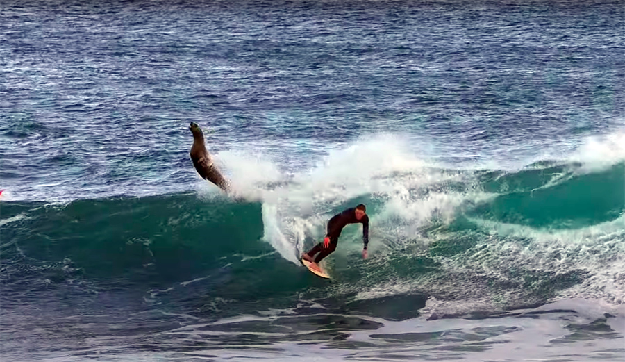 Nature: This Surfer Knocked the Top Off This Wave and a Seal Popped Out