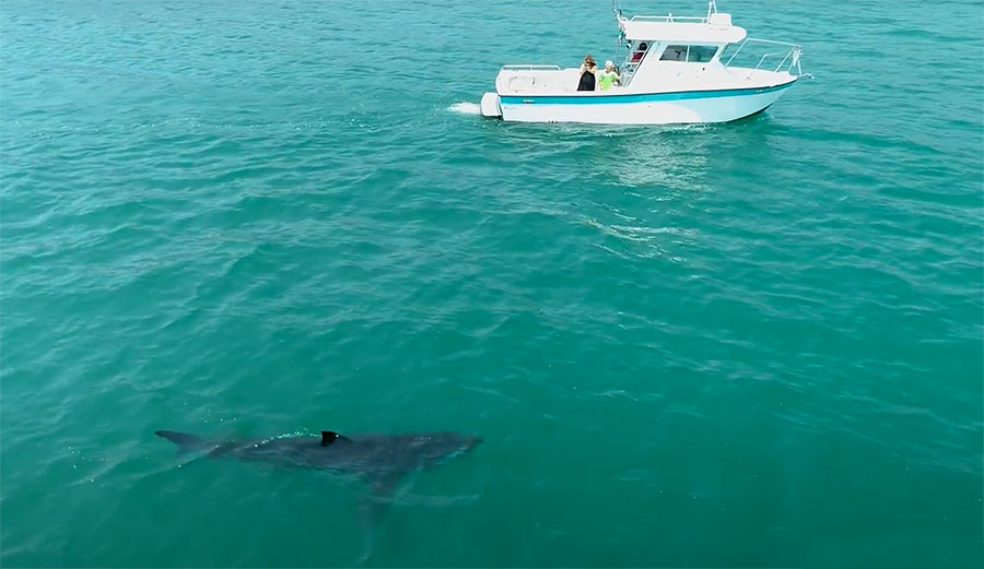 great white shark in California