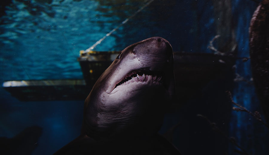 great white shark swimming