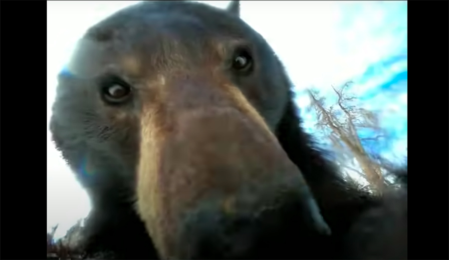 This Is What It Looks Like When a Bear Finds a Lost GoPro