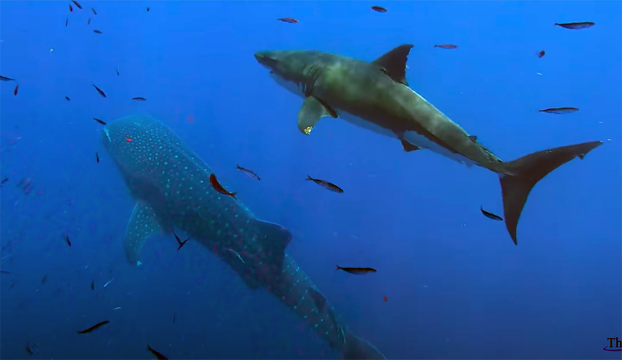 California Photographer Captures Images of Great White and Whale Shark Together