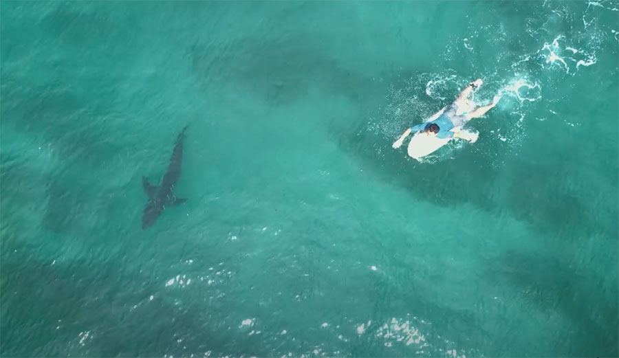 great white sharks and surfers