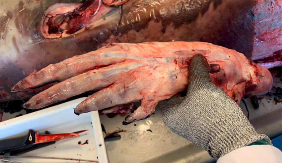 Whale flipper necropsy shows creepy bone structure