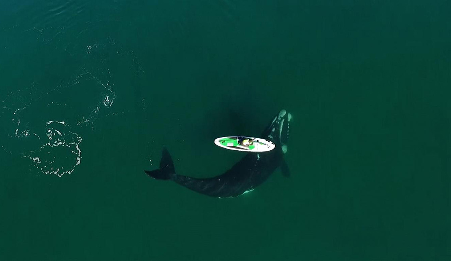 A whale nudges a paddleboarder