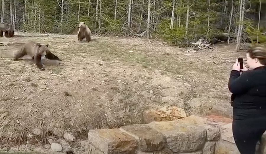 Yellowstone grizzly bear charge on camera