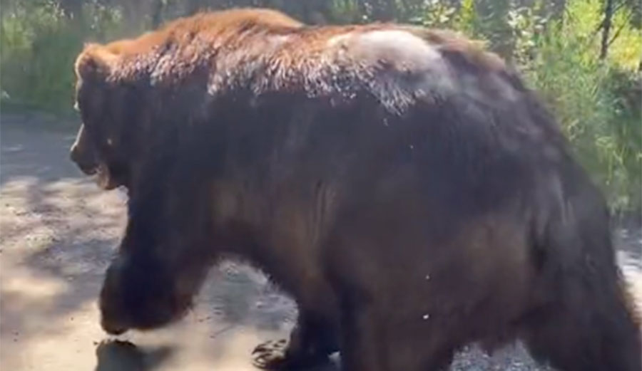 Fattest bear Bear 747