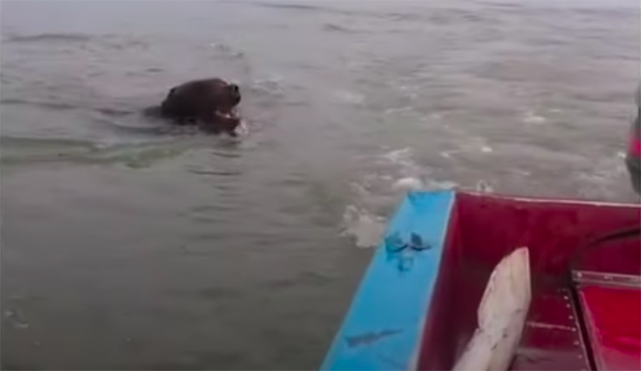 You Have to Hear This Bear Roar at a Passing Boat