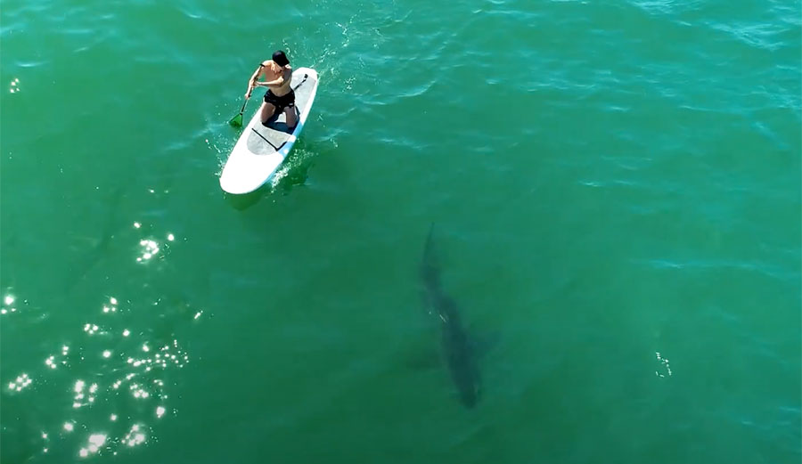 Orlando Bloom sees great white shark