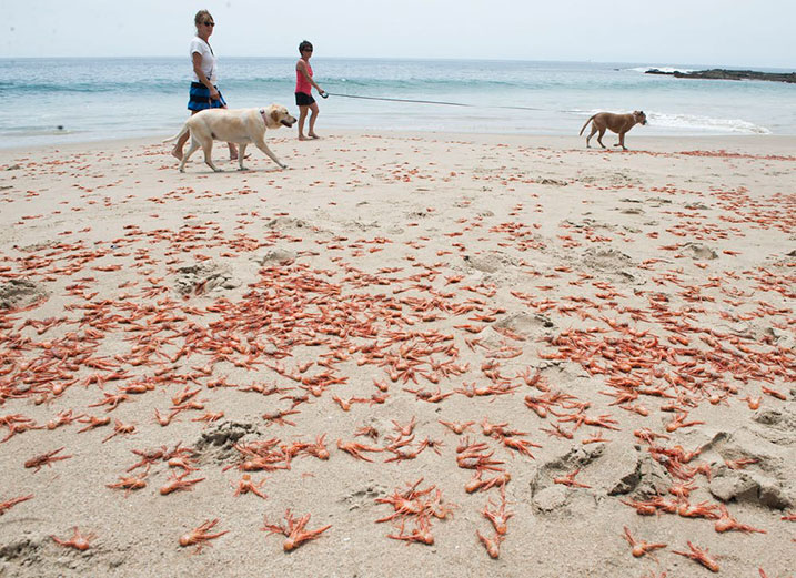 Red crabs