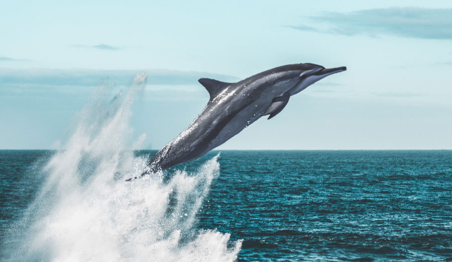 Spinner dolphins leaping out of the water.
