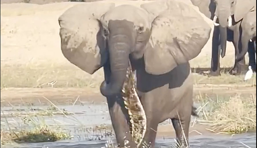 African elephant kills crocodile