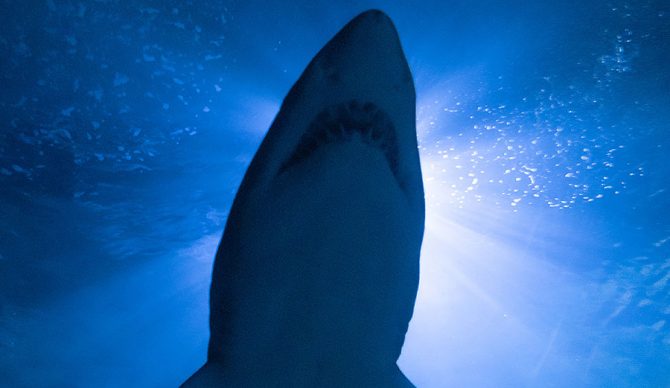 great white shark from below