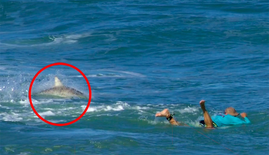 Florida Surfer Talks About Being Surrounded by Sharks at Sebastian Inlet