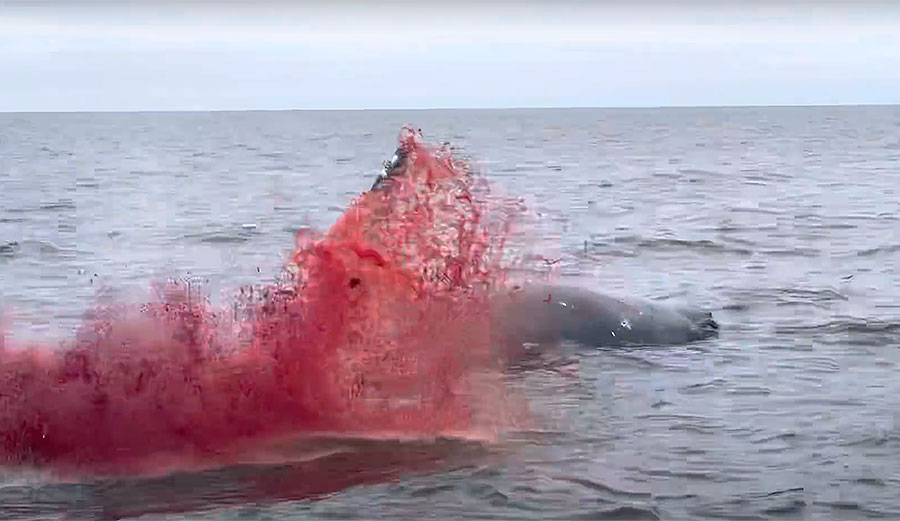 Whale carcass explosion in Tomales Bay, California