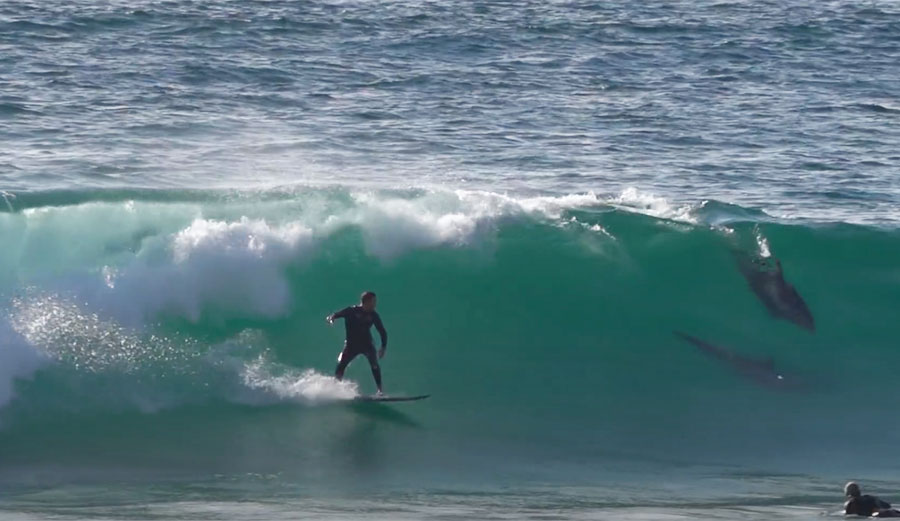 surfing with dolphins at Blacks beach