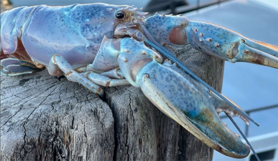 Haddie the blue lobster