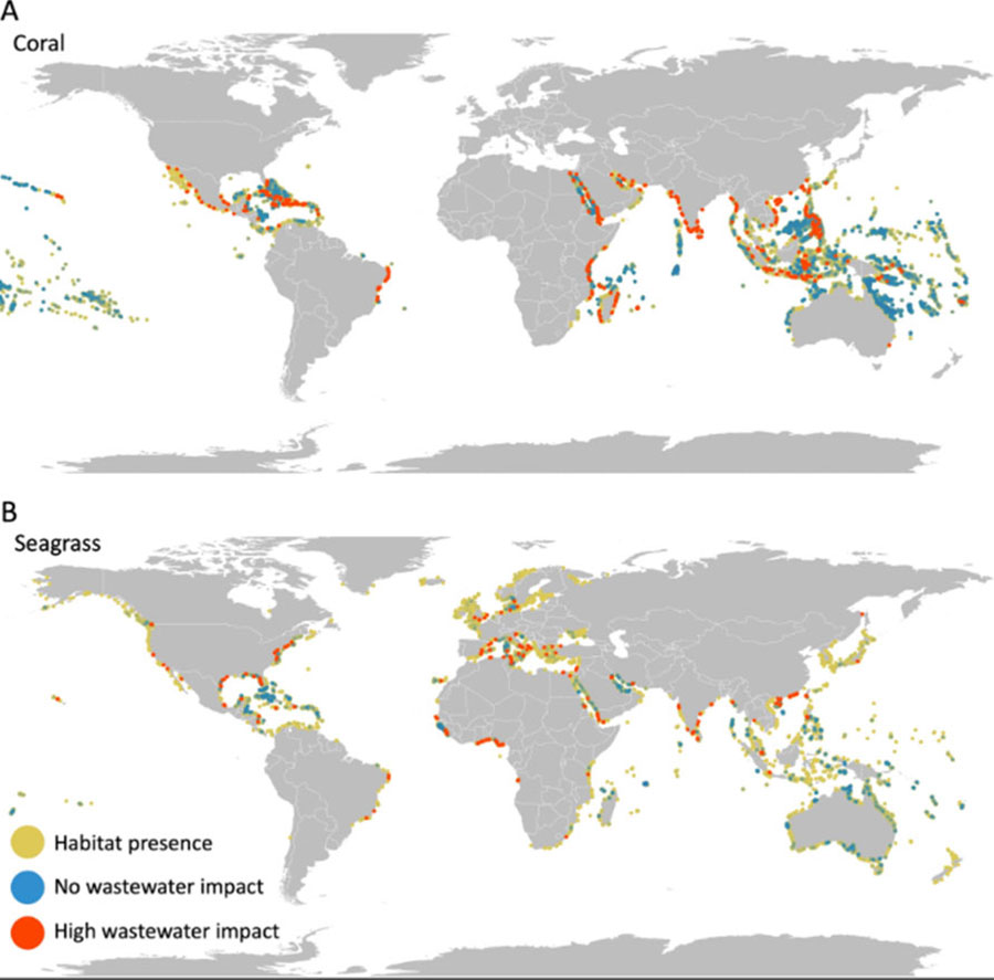 wastewater impacts on coral and seagrass