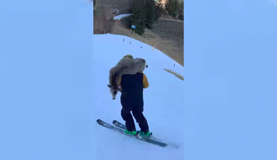 Skier Hits (and Kills) Deer at Sun Valley, Then Skis It Off the Mountain on Shoulders