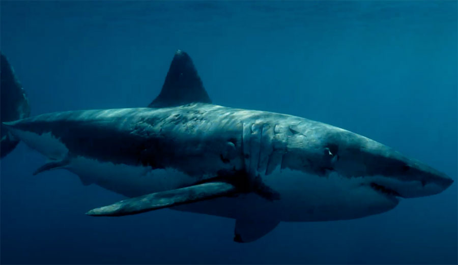 Great White shark