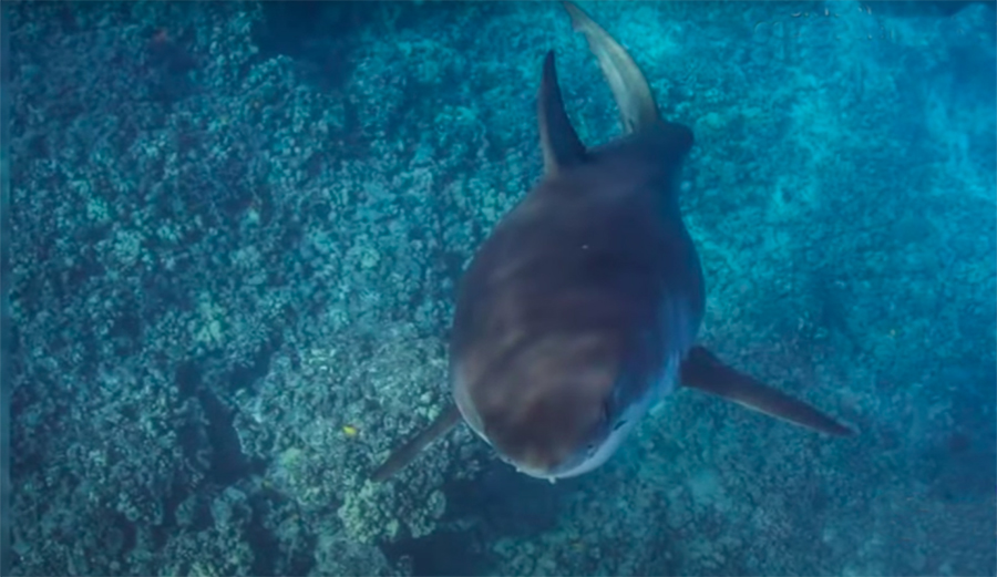 Photographer Has Rare Run In With 15-Foot Great White Shark In Hawaii