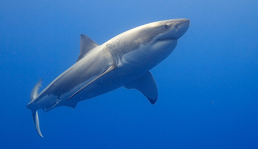 Great White Shark