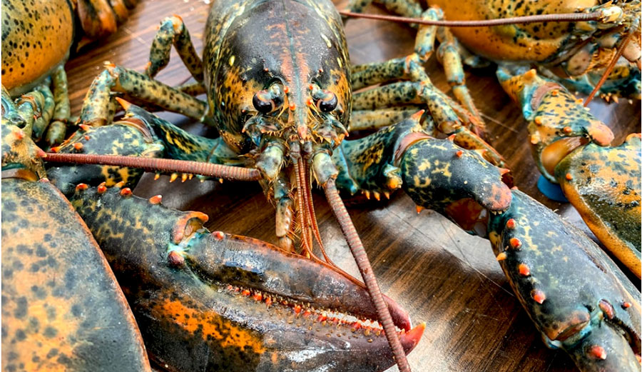 Lobsters