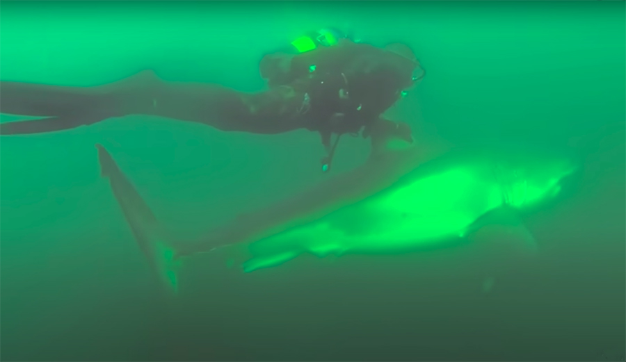 This Diver Claims a Great White Protected Him From Other Sharks