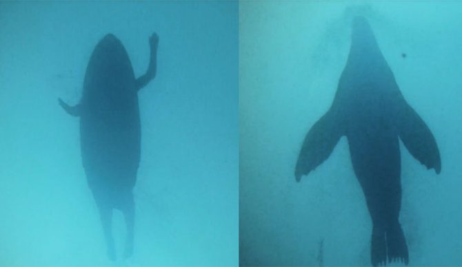 Great white shark and surfer
