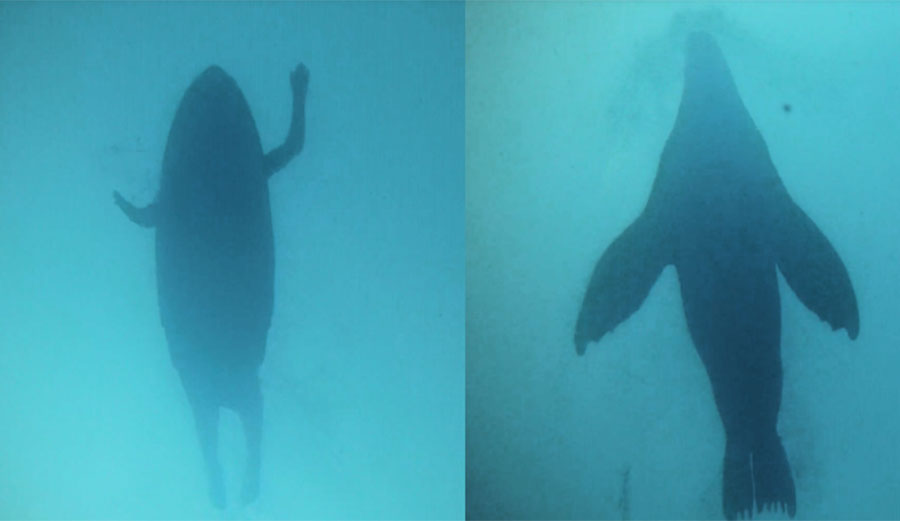 Great white shark and surfer