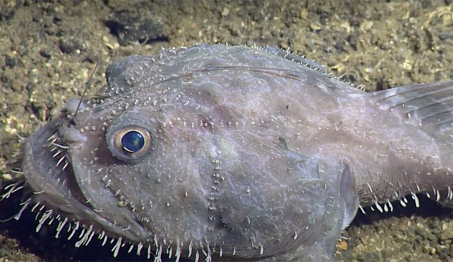 Anglerfish