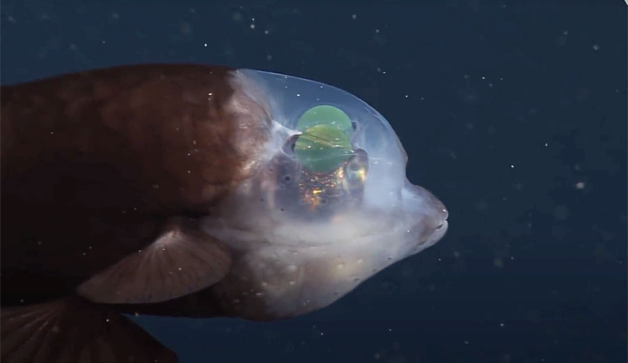 Barreleye fish
