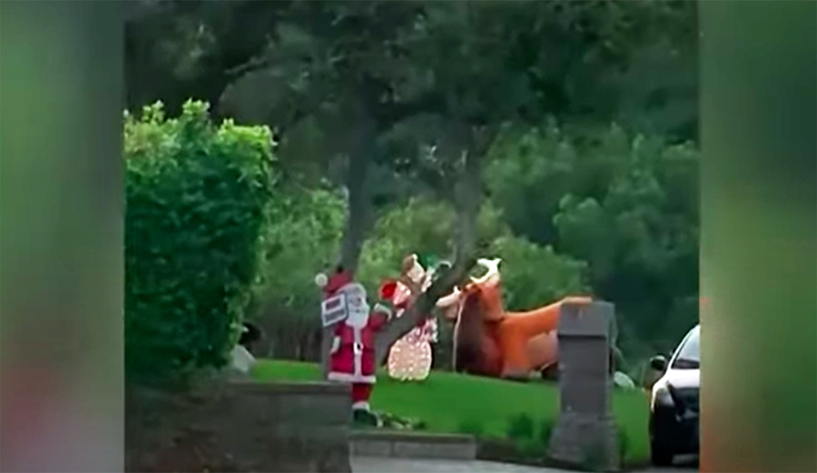 This Bear Attacked an Inflatable Reindeer in California