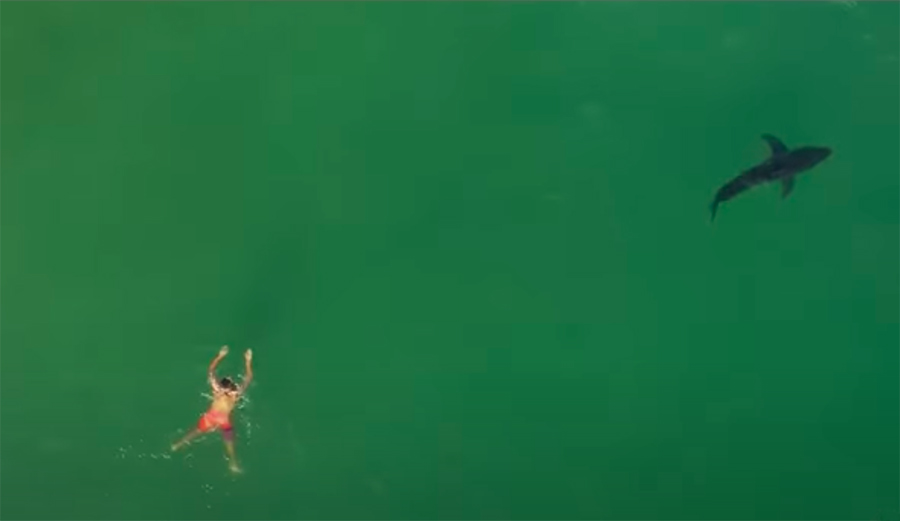 Drone Captures Rare Interaction Between Great White Shark and a Swimmer