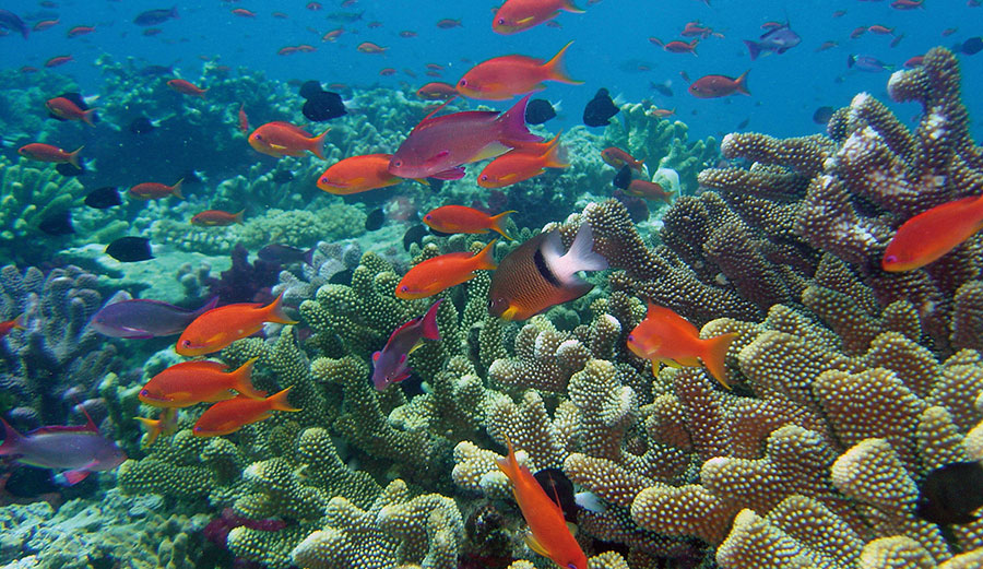 Mass extinction in ocean