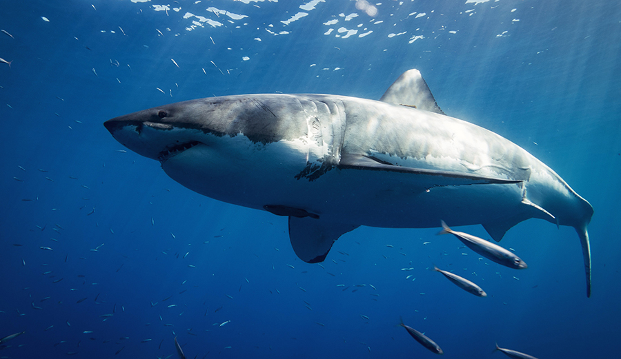 You Surf, Sharks Exist: Here’s What You Can Do About It