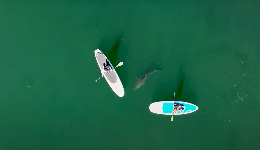 great white shark
