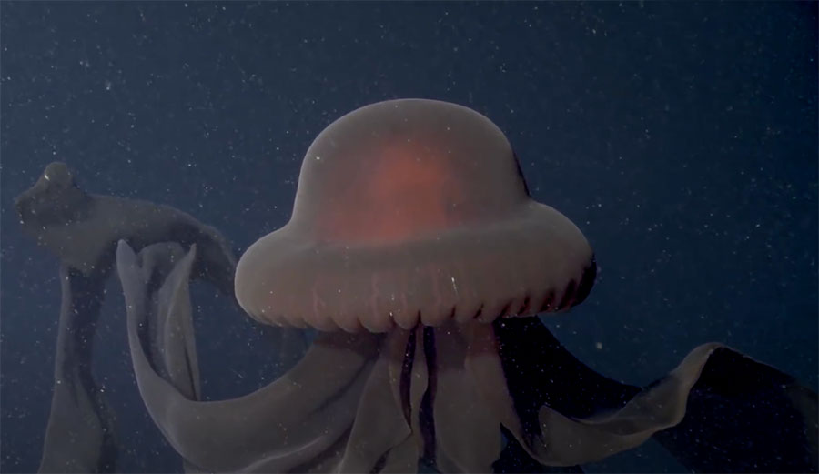 Giant phantom jelly in Monterey Bay