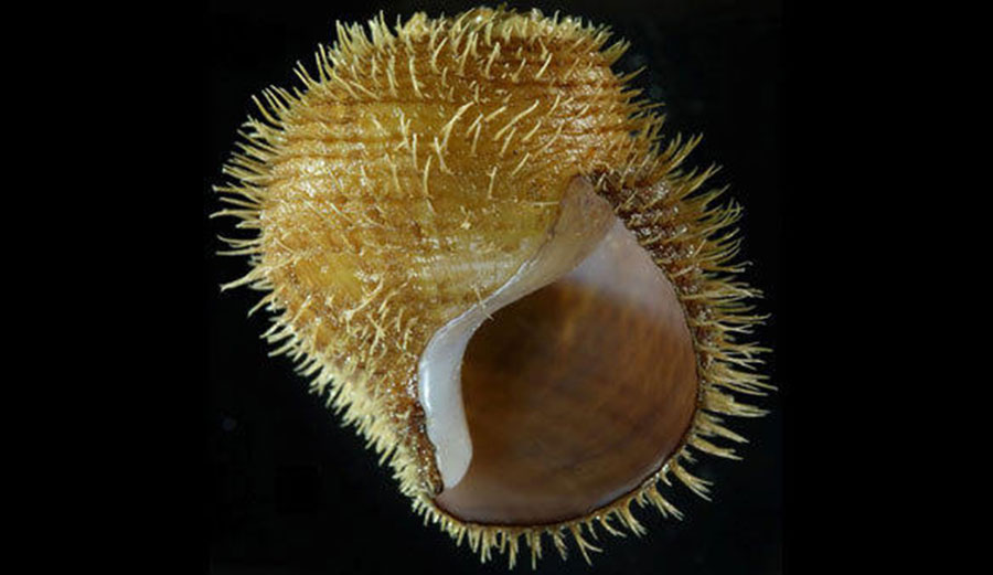 Alviniconcha strummeri