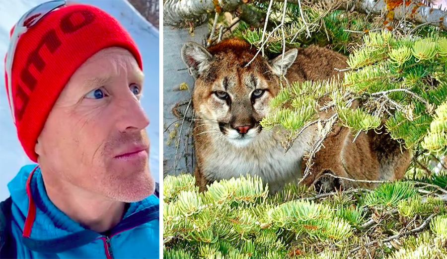 Backcountry Skier Captures Light-Hearted Footage of Mountain Lion Sizing Him Up