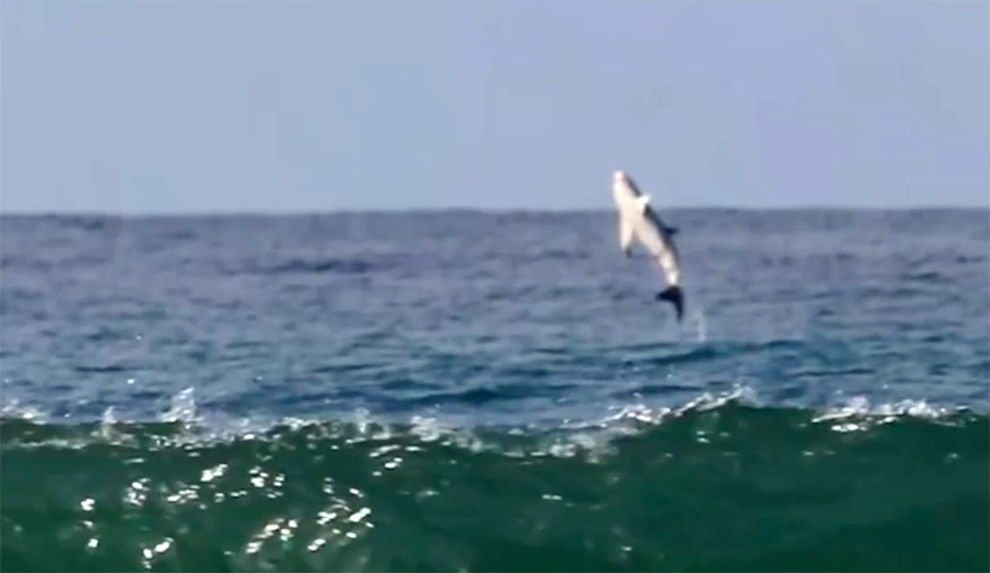 Watch This Healthy Great White Shark Breach at a San Diego County Surf Break