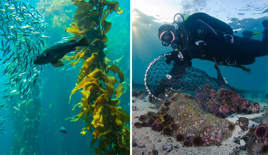 Urchinomics: Restoring Kelp Forests Through Responsible Urchin Ranching