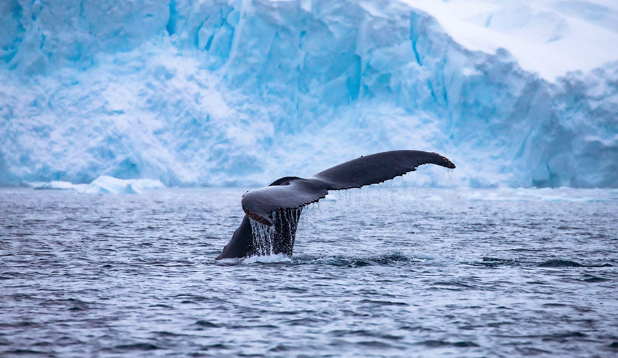 Mass extinction in oceans with whale