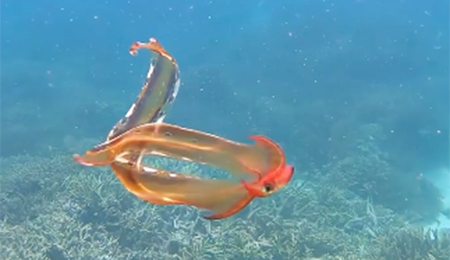 Blanket octopus