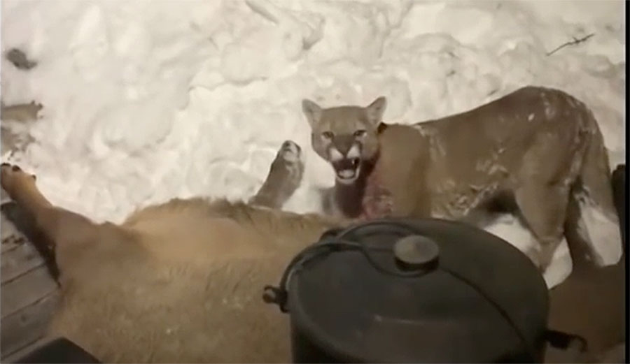 Cougar eating elk