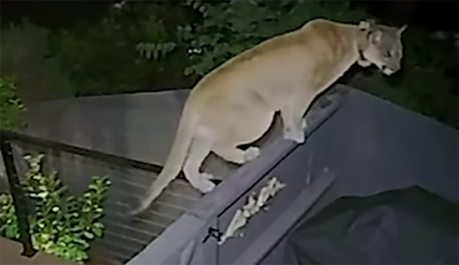 Have a Gander at This Giant Mountain Lion Stalking the Hollywood Hills