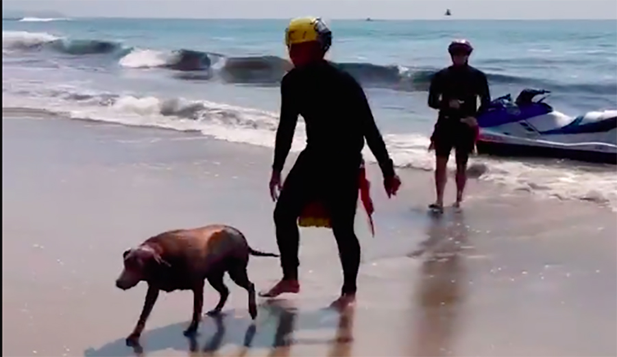 Dog Rescued by L.A. County Lifeguards Swimming 600 Yards Off Shore