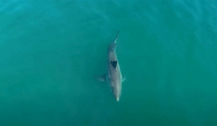 Great white shark in California