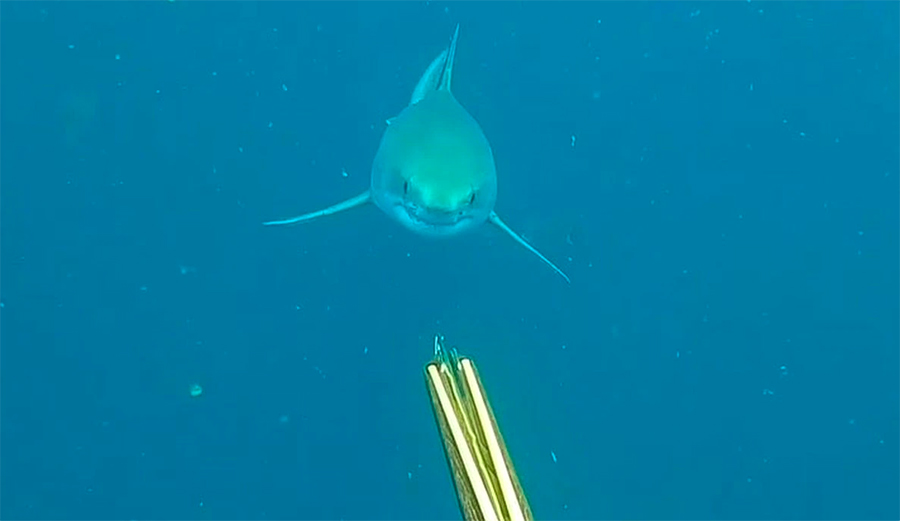 This Spearfisherman in North Carolina Came Face to Face With a Great White Shark